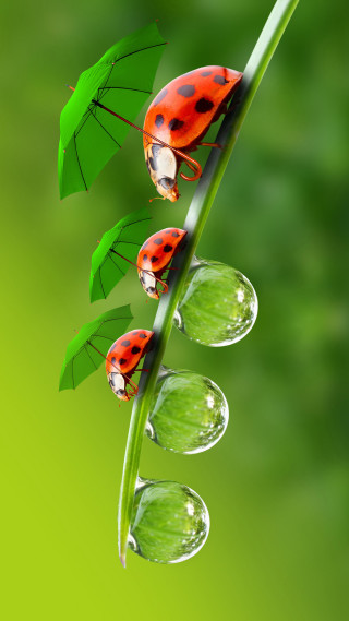 Three ladybugs green plant umbrellas - water droplet free wallpaper