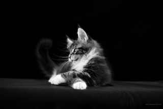 Cat sitting bed black background - its paw free wallpaper