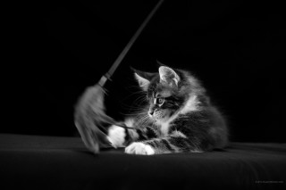 Kitten playing toy bed dark - a kitten free wallpaper