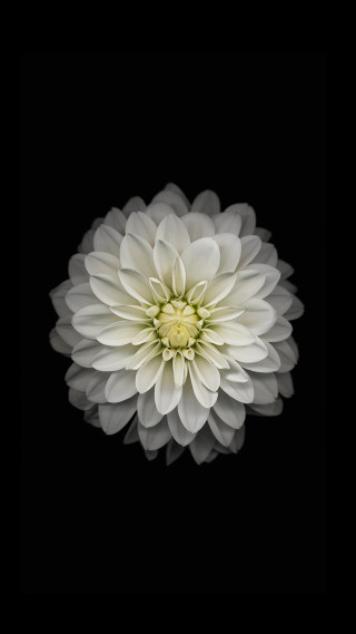 White flower dark background black - arie smit free wallpaper