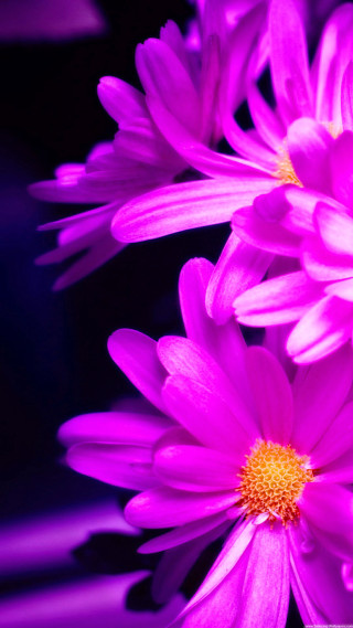 Purple flowers closeup black background - a close up of a bunch free wallpaper