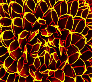 Large yellow red flower close - macro photography free wallpaper