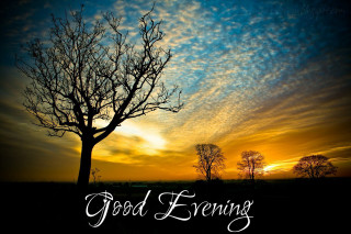 Tree good evening sunset clouds - good free wallpaper