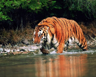 Tiger walking river fish mouth - a tiger free wallpaper