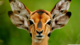 Deer closeup green background blurry - a green background and a blurry background behind free wallpaper