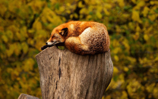 Red fox curled tree stump - a forest in the background free wallpaper