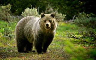 Brown bear walking forest grass - a large brown bear free wallpaper