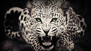Leopard green eyes black background 2 - green eye free wallpaper