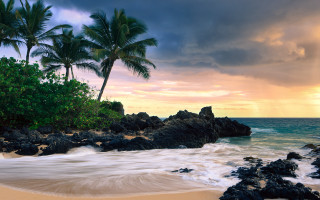 Beach rocks palm trees water 4 - wave free wallpaper