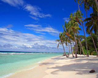 Beach palm trees blue sky 6 - free beach wallpaper