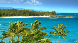 Boat beach palmtrees water sky - the water near a beach free wallpaper