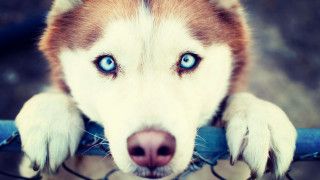 Husky blue eyes fence paws - a husky dog free wallpaper
