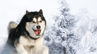 Husky running snow forest tree - a husky dog free wallpaper