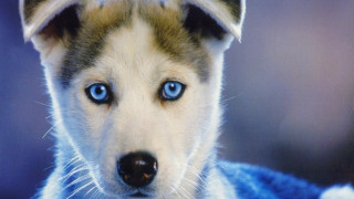 Dog blue eyes blanket close - a close up of a dog free wallpaper
