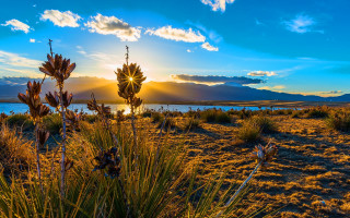 Field plants sunset clouds sky - a sunset in the background free wallpaper for desktop
