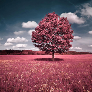 Tree field sky background clouds 3 - florianne becker free wallpaper