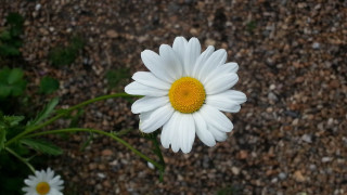 White flower yellow center macro 14 - a yellow center free wallpaper
