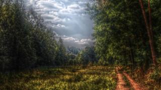 Forest path night sky trees - a path free wallpaper
