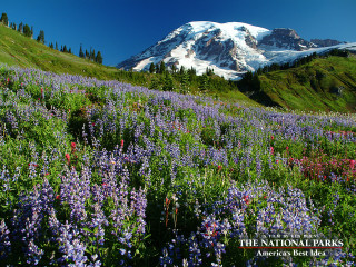 Snowy mountain wildflowers trees nature - white snow free wallpaper