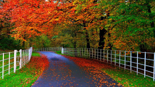 Autumn road white fence trees - a road free wallpaper