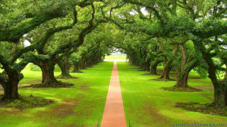 Dirt path lined with trees - a dirt path free wallpaper