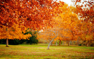 Park orange leaves bench trees - a park free wallpaper
