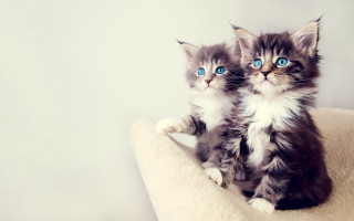 Kittens cat bed blue eyes 4 - two kitten free wallpaper