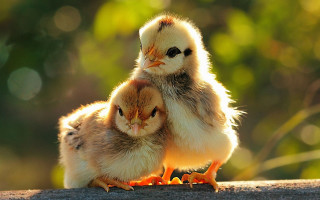 Small chickens wooden table sunny - a couple free wallpaper