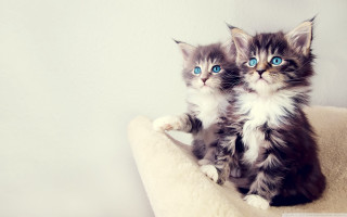 Kittens cat bed blue eyes 5 - a cat bed free wallpaper