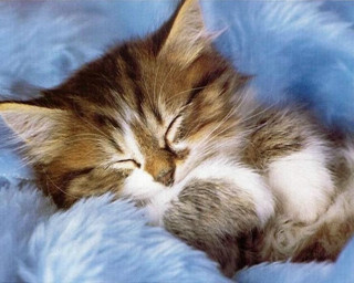 Kitten sleeping blue blanket eyes - a pillow free wallpaper