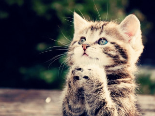 Kitten standing hind legs paws 2 - its hind leg free wallpaper