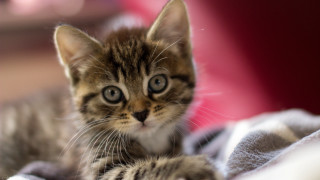 Small kitten blanket curious look - a small kitten free wallpaper