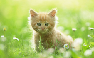 Small kitten in grass green - a small kitten free wallpaper