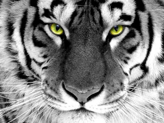 Tiger yellow eyes black background 2 - a tiger free wallpaper