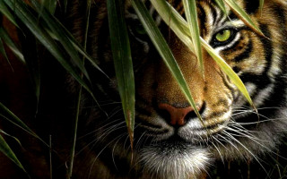 Tiger hiding tall grass serious 3 - a tiger free wallpaper