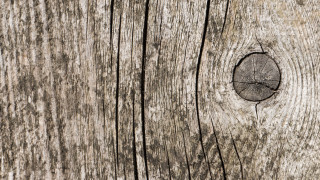 Wood hole bark missing trunk - deep free wallpaper
