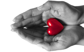Hands holding red heart palm - didier mouron free wallpaper