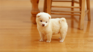 Small white dog wooden floor 5 - tiny free wallpaper