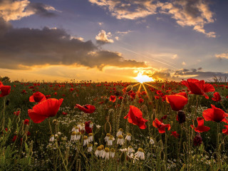 Red flowers sunset clouds field 2 - red flower free wallpaper