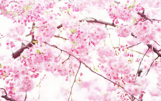 Pink flower tree sakura blossoms 2 - a picture free wallpaper for desktop