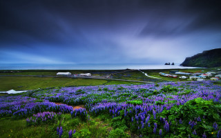 Purple flowers water cloudy sky - a cloudy sky above free wallpaper