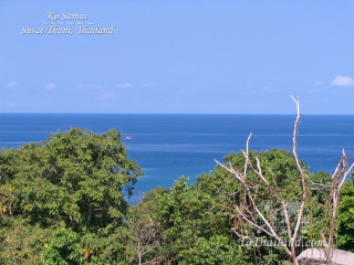 Ocean view hilltop trees foreground - the foreground and a boat in the distance free wallpaper