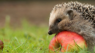 Hedgehog apple grass nature blurry - an apple free wallpaper