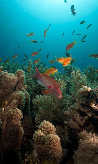 Coral reef fish diver swimming - free nature wallpaper