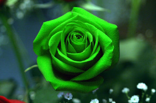 Green rose vase white flowers - white flower free wallpaper