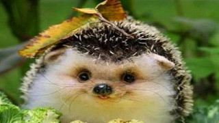 Hedgehog leaf head grass looking - a leaf free wallpaper