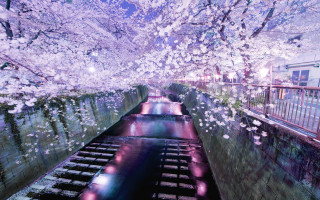 River flowers bridge lights building - a bridge in the background free wallpaper