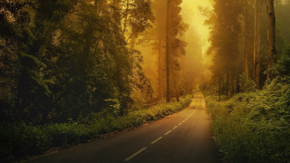 Forest road trees yellow sky 2 - both side of it free wallpaper