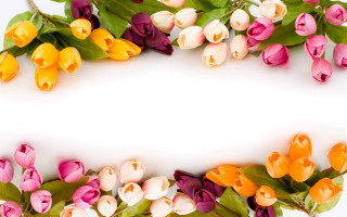 Tulip border flower background text - other flower free wallpaper