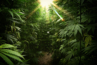 Lush green forest bright light - the top of the trees free wallpaper